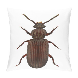 Personality  Rhysodes Sulcatus Pillow Covers