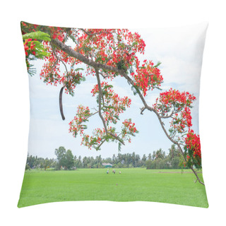 Personality  Red Royal Poinciana Blooming Background With Young Rice Fields And Farmers Are Hard-working Real Peace For Vietnam Countryside Scenery Pillow Covers