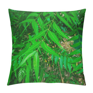 Personality  Azadirachta Indica  A Branch Of Neem Tree Leaves. Natural Medicine. Pillow Covers