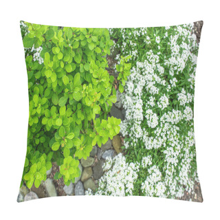 Personality  Green Barberry Bush And Alyssum Plant Grow In The Courtyard Of The House Decorated With Stones Pillow Covers