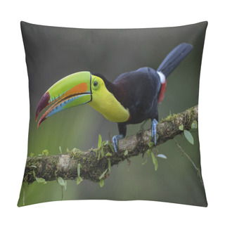 Personality  Keel-billed Toucan - Ramphastos Sulfuratus, Large Colorful Toucan From Costa Rica Forest With Very Colored Beak. Pillow Covers