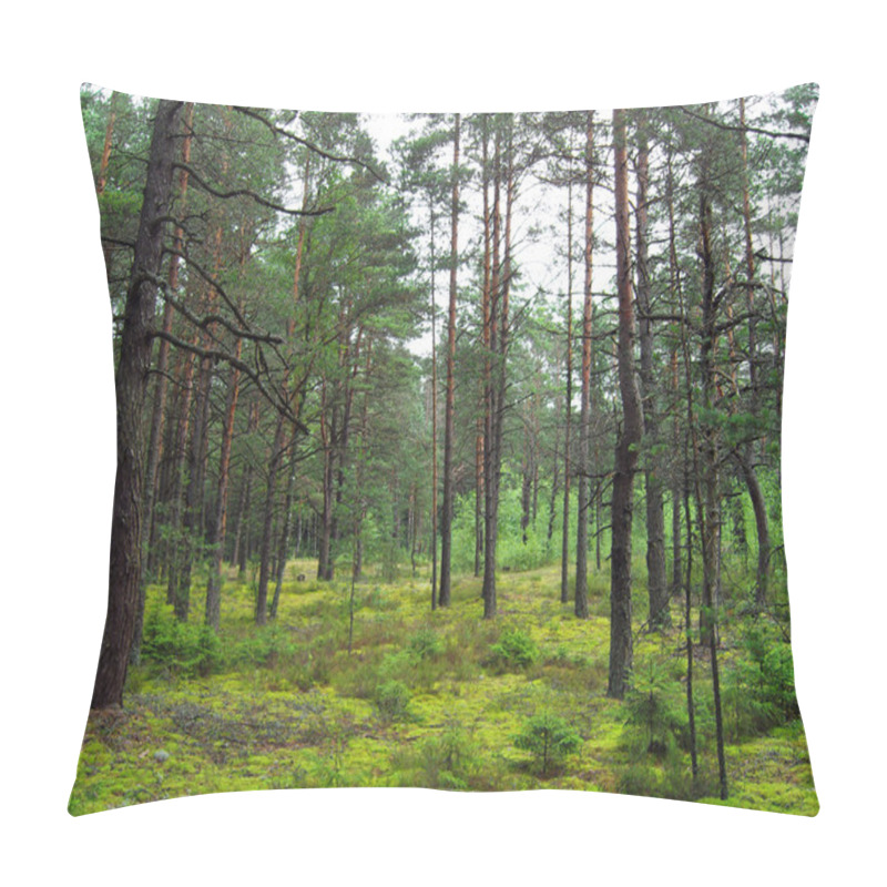 Personality  Young firs in pine forest. pillow covers