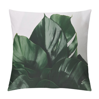 Personality  Top View Of Bunch Of Monstera Leaves Isolated On White Pillow Covers