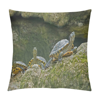 Personality  Three Specimens Of Yellow-bellied Sliders Get Warm In The Sun Pillow Covers