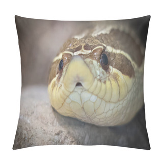 Personality  Close-up View Of Western Hognose Snake On Rocky Surface Pillow Covers
