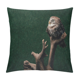 Personality  Cute Wild Owl On Wooden Branch On Dark Background Pillow Covers