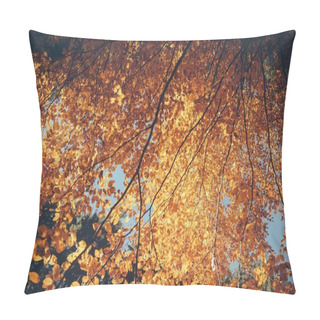 Personality  Bottom View Of Autumnal Tree With Golden Leaves In Front Of Blue Sky, Carpathians, Ukraine Pillow Covers
