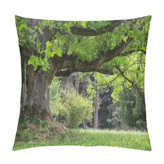 Personality  Massive Maple Tree In The Park Pillow Covers