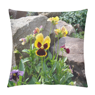 Personality  Multi-colored Pansies (viol) Close Up. Pillow Covers