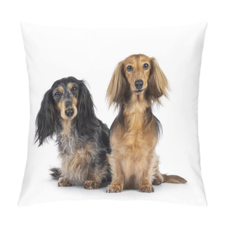 Personality  Cute Duo Of Long Smooth Haired Dachshund Or Teckels. Sitting Up Facing Front. Looking Towards Camera. Isolated On A White Background. Pillow Covers
