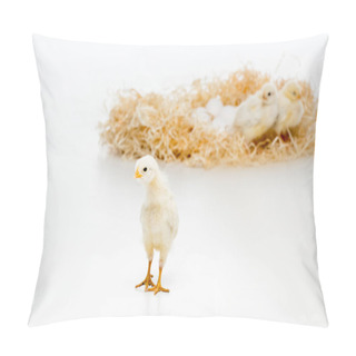 Personality  Close-up View Of Cute Little Chick Looking At Camera And Chickens On Nest With Eggs Behind Pillow Covers