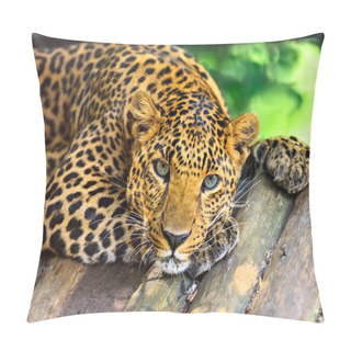 Personality  Wild Leopard Pillow Covers