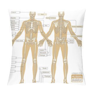 Personality  A Diagram Of The Human Skeleton Pillow Covers