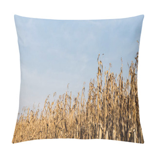 Personality  Panoramic Shot Of Corn Field With With Dry Leaves Against Blue Sky  Pillow Covers