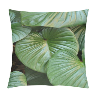 Personality  Aroid Leaves In The Beautiful View Pillow Covers