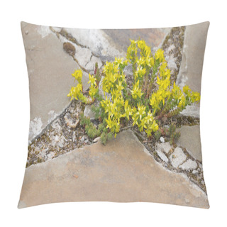 Personality  Beautiful Flowers Yellow Stonecrop Pillow Covers