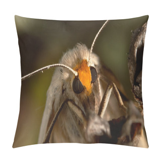 Personality  A Beautiful Moth Pillow Covers