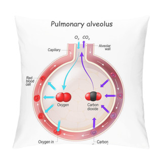 Personality  Alveolus Gas Exchange. Anatomy Of Pulmonary Alveolus. Oxygen And Carbon Dioxide, Inhale And Exhale Pillow Covers