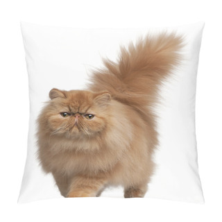 Personality  Persian Kitten, 6 Months Old, In Front Of White Background Pillow Covers