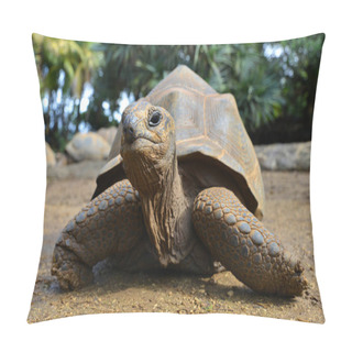 Personality  Seychelles Giant Tortoises, (Aldabrachelys Gigantea) In Park. Pillow Covers