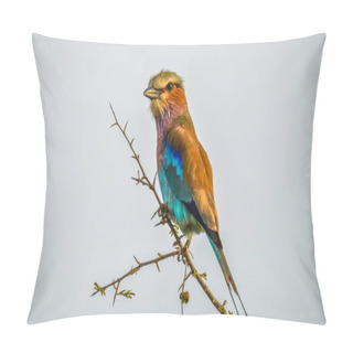 Personality  African Lilac Breasted Roller Is National Bird Of Kenya , Isolated And Perched On A Tree Pillow Covers