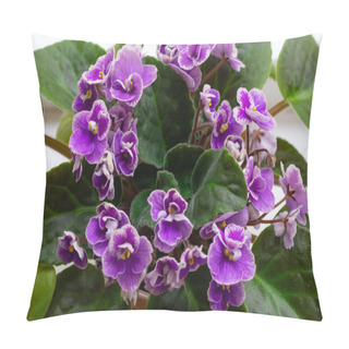 Personality  Many Little Blossoming African Violet Flowers Saintpaulia In Pot. Decoration For Windowsill At Home Pillow Covers