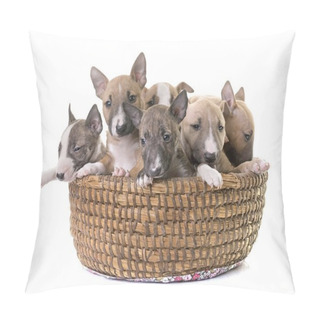Personality  Group Of Miniature Bull Terrier Pillow Covers