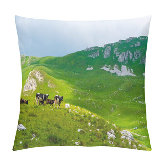 Personality  Cows Grazing On Green Valley With Sunlight In Durmitor Massif, Montenegro Pillow Covers