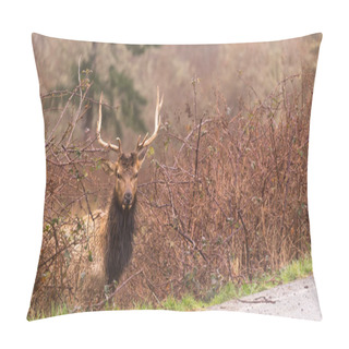 Personality  Male Elk Weathering The Rain Northern California Pillow Covers