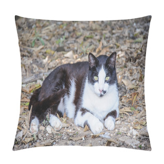 Personality  Beautiful Black And White Cat Lying On Leaves In The Forest And  Pillow Covers