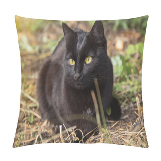 Personality  Beautiful Bombay Black Cat With Yellow Eyes Lies Outdoors In Nature, Close Up Pillow Covers