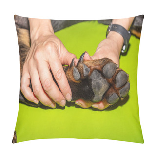 Personality  Detail Of The Rear Leg Of A Beauceron Puppy Dog With Its Typical Double Claws Pillow Covers