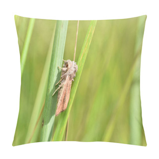 Personality  A Light Brown Moth Called The Striped Armyworm Sits On The Grass. Pillow Covers