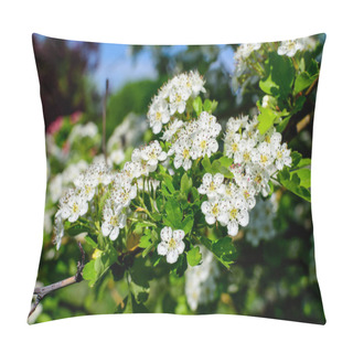Personality  Many Small White Flowers And Green Leaves Of Crataegus Monogyna Plant, Known As Common Or Oneseed Hawthorn, Or Single-seeded Hawthorn, In A Forest In A Sunny Spring Day, Outdoor Botanical Background Pillow Covers