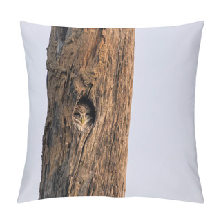 Personality  Spotted Owlet (Athene Brama) Sitting In A Hollow Of A Tree In Ke Pillow Covers