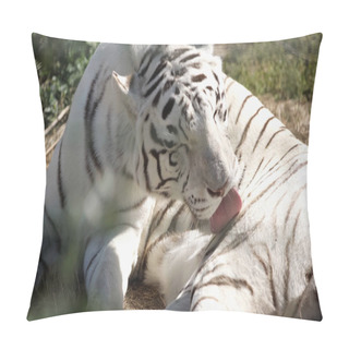 Personality  Sunlight On Striped White Tiger Licking Fur Outside  Pillow Covers