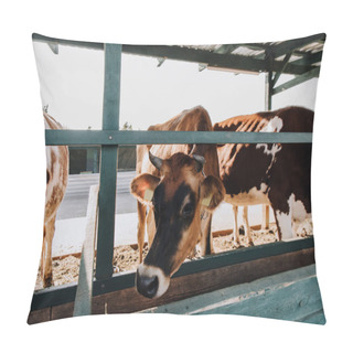 Personality  Beautiful Domestic Cows Eating In Barn At Farm  Pillow Covers