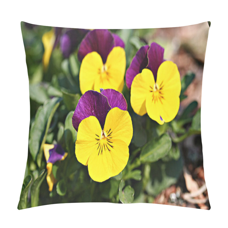 Personality  Viola tricolor pillow covers