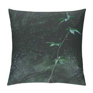 Personality  Close-up Shot Of Vine Growing On Tree Trunk Pillow Covers