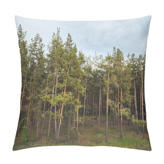 Personality  Landscape Of Pine Forest With Trees Under Blue Sky Pillow Covers