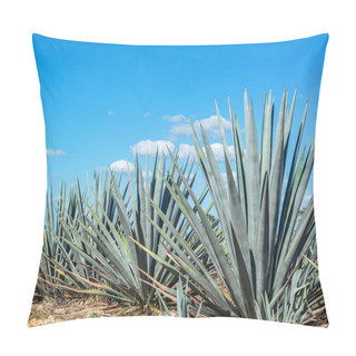 Personality  Blue Agave And Blue Sky Pillow Covers