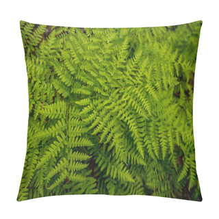 Personality  Happy Ferns Spread Across The Forest Floor In Sequoia National Park Pillow Covers