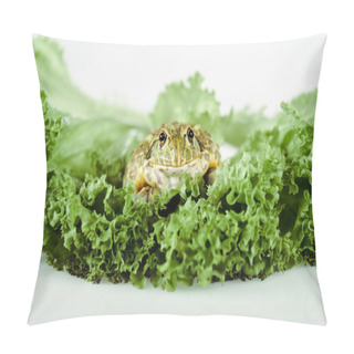 Personality  Close Up View Of Cute Green Frog On Lettuce Leaves Isolated On White Pillow Covers