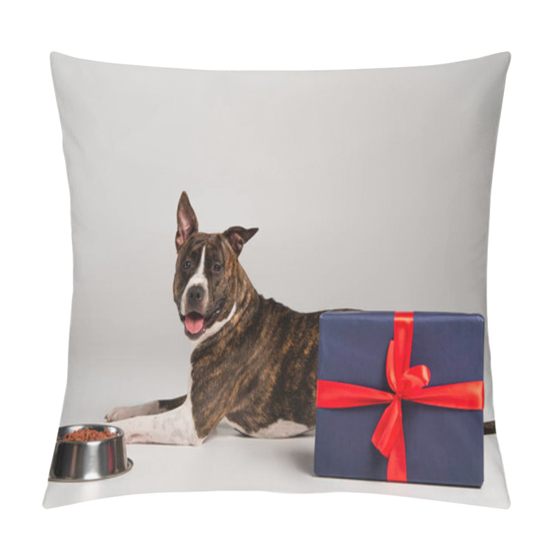 Personality  Purebred Staffordshire Bull Terrier Lying Near Wrapped Gift Box And Bowl With Pet Food On Grey  Pillow Covers