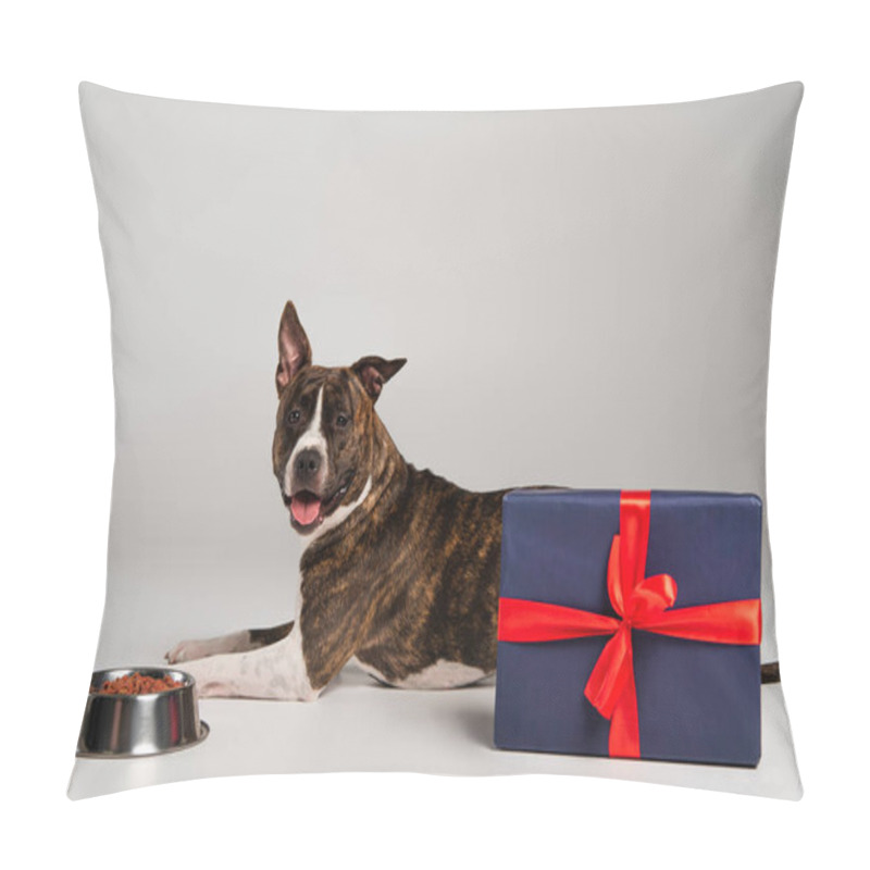 Personality  purebred staffordshire bull terrier lying near wrapped gift box and bowl with pet food on grey  pillow covers