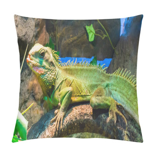 Personality  Colorful Green Iguana With Open Mouth Sitting On A Tree Branch A Tropical Terrarium Pet Pillow Covers