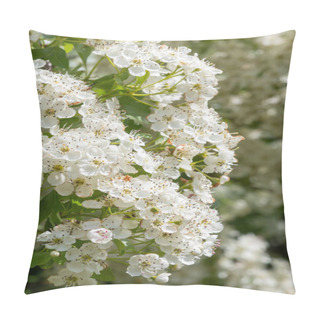 Personality  Close Up Of Mayflower (crataegus Laevigata) Blossom Pillow Covers