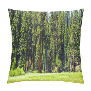 Personality  Sequoia Trees In The Forest Pillow Covers