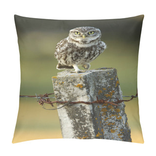 Personality  Little Owl. Athene Noctua Pillow Covers