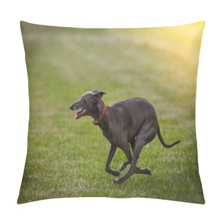 Personality  Greyhound Pillow Covers